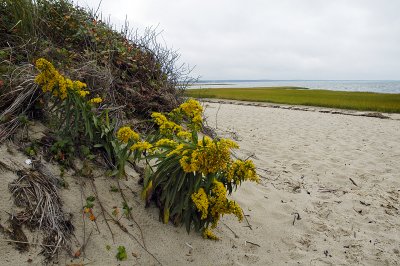 First Encounter Beach 1 copy.jpg