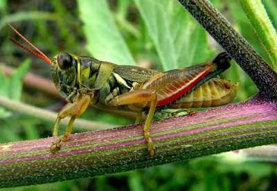colorful grasshopper