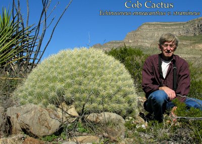 Huge Cob Cactus