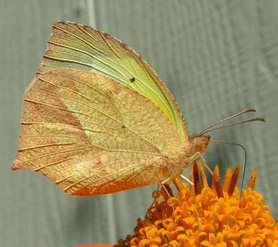 Mexican Yellow Butterfly