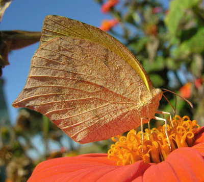 Tailed Orange Butterfly