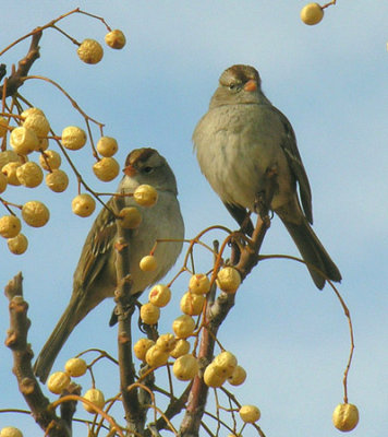 imm .White-crowned Sparrows