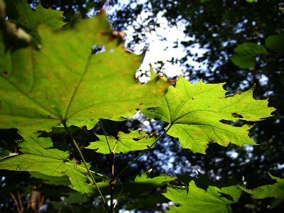 Leaf (DSCF0154d.jpg)