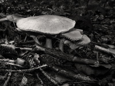 Mushroom II (DSCF0157ls15d.jpg)