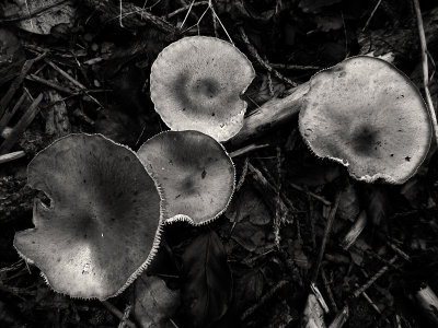 Mushroom III (DSCF0158ls15d.jpg)