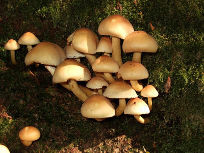 Mushroom V (DSCF0166d.jpg)