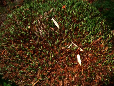 Moss Covered Stump II (DSCF0180d.jpg)