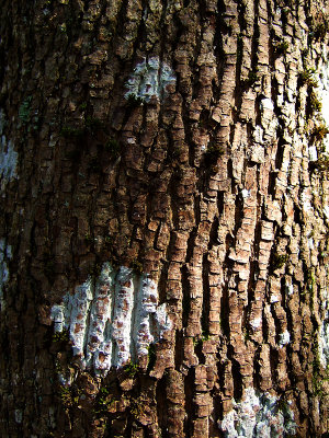 Bark III (DSCF0186d.jpg)