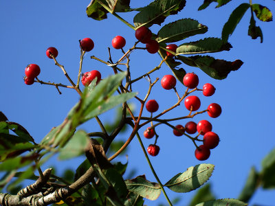 Rowan Berries (DSCF0195d.jpg)
