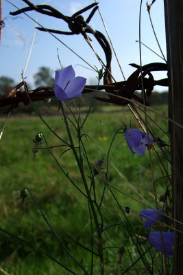 Bluebells and Barbed Wire (DSCF0217d.jpg)