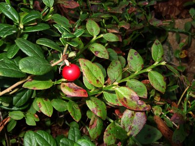 Cranberry (DSCF0240d.jpg)