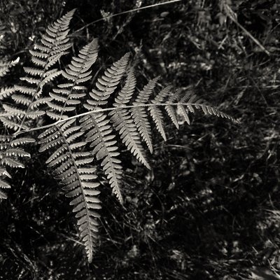 Fern (DSCF0243g20d.jpg)