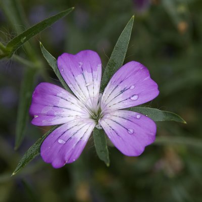 Fleur III (_DSC1426.jpg)