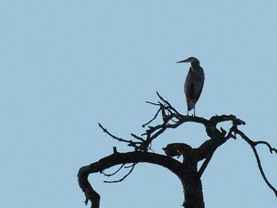 Heron In Tree