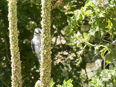 Bird on a bush
