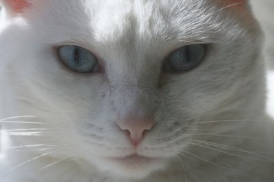 regal