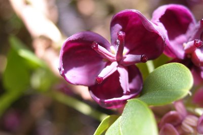 Flowering around April 2007 in Ruinen Drenthe