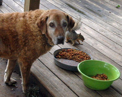 Poor Squirrel Terrorized By Dogs!