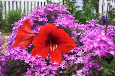 Amaryllis  phlox