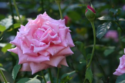 Belindas Dream rose  bud