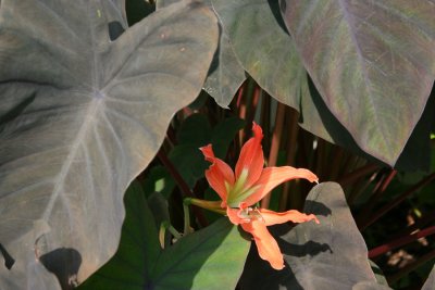Black elephant ear & amaryllis