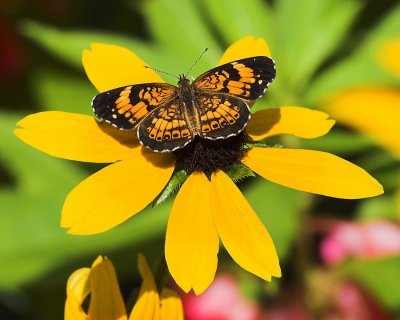 Butterfly on yellow daisy