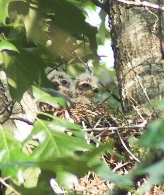 Baby Hawks 07