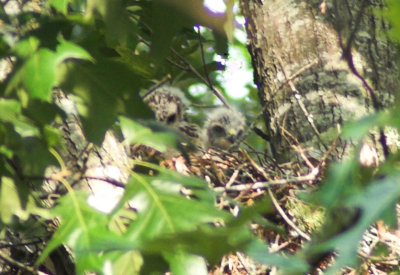 Baby hawks 2
