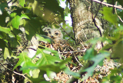 Baby hawks 3