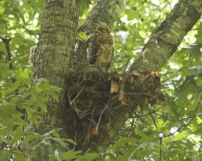 Baby hawk 4 6 4 07