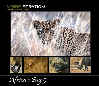 Africa's Big 5