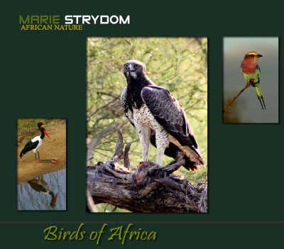 Birds of Africa