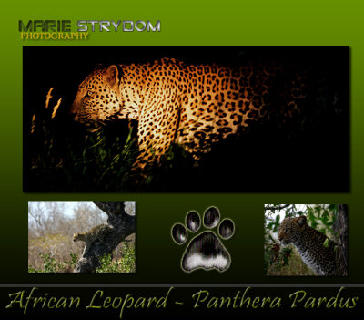 Leopard - The Silent Hunter