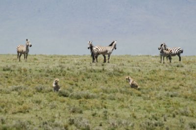 Ngorongoro 50