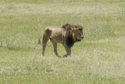 Ngorongoro 57
