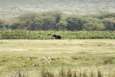 Ngorongoro 60