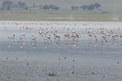Ngorongoro 63