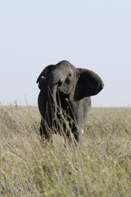 Serengeti 203