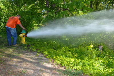 Watering the poison ivy. 