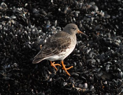 Purple Sandpiper