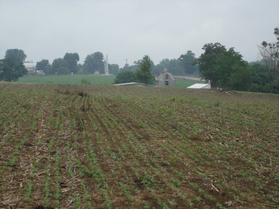 Miller Farm, through the cornfield