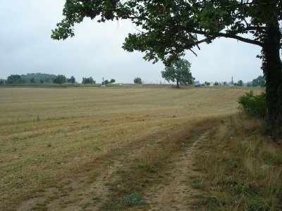 View North, toward the North Woods