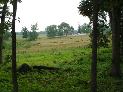 Rose Farm from Stony Hill