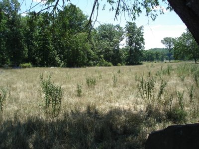 Trostle Woods to the North of the Wheatfield