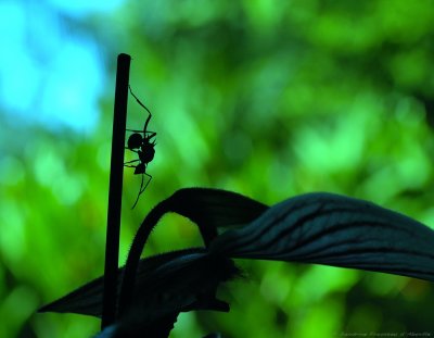 Drum Ant - Polyrhachis sp.