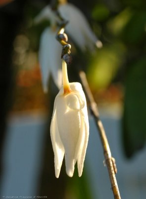 La couleur des orchides