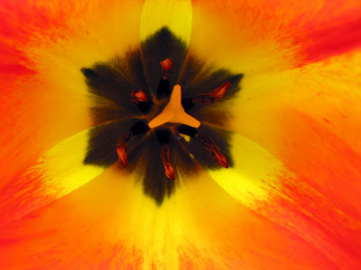 Red Tulip