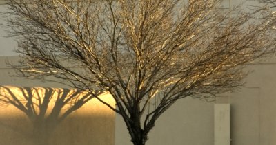 Tree Shadow