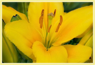Yellow Asian Lily