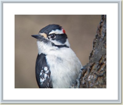 Downy Woodpecker